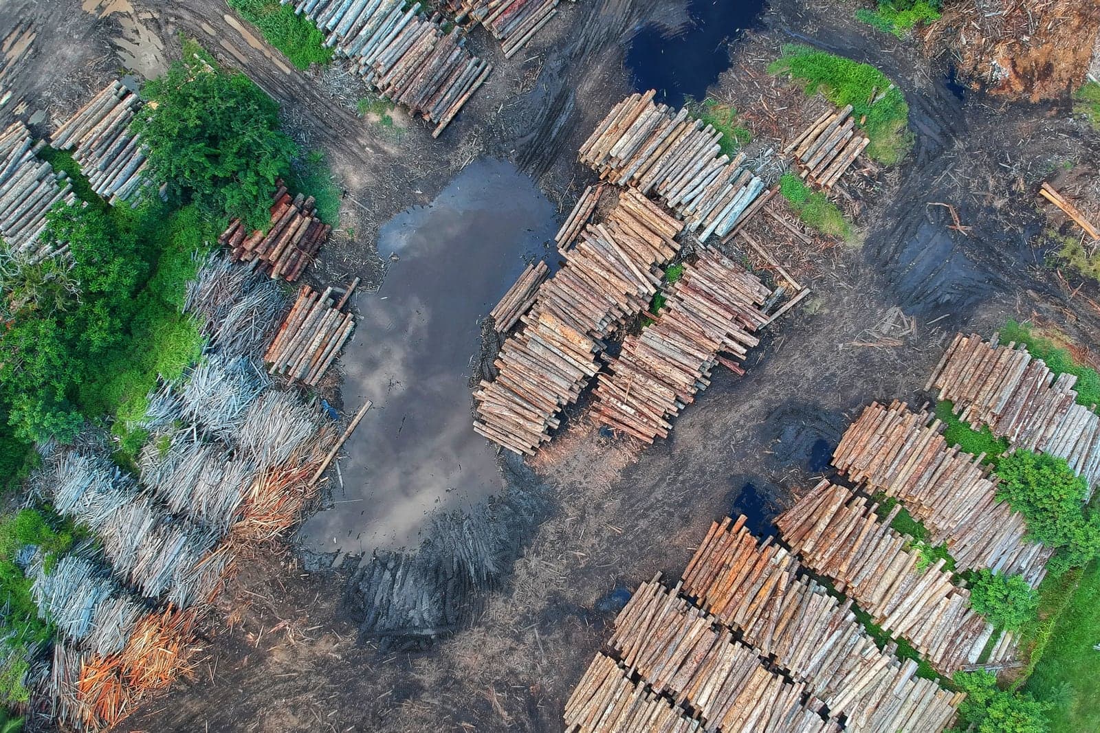Aerial view of a timber yard, with cut logs stacked in rows beside water